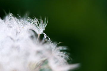 Macro shot of fluffy and fragile dandelion flower with rain drops in early morning. Concept of changing seasons and nature awakening. Wind blowing away the seeds.