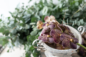 Japanese Wanda Orchid, dark purple. Bunch unusual in glass vase. Bouquet flowers on light and green background. . Wallpaper.