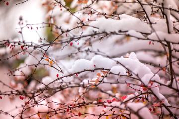 Waiting for the winter. First snow in the middle of autumn. Macro shot of white snow on top of brightly red autumn leaves and berries in barberry bush. Snow storm outside. Windy, cold weather. Frozen