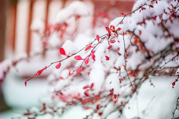 Waiting for the winter. First snow in the middle of autumn. Macro shot of white snow on top of brightly red autumn leaves and berries in barberry bush. Snow storm outside. Windy, cold weather. Frozen