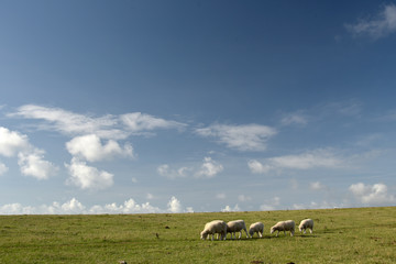 Ballard Down above Swanage Bay in Dorset