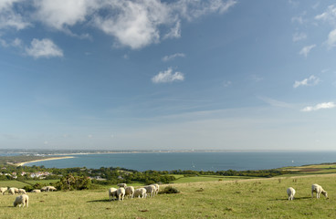 Ballard Down above Swanage Bay in Dorset