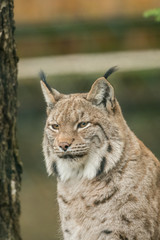 A big lynx is attentive outside in winter