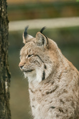 Naklejka na ściany i meble A big lynx is attentive outside in winter