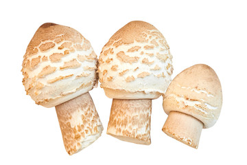 Chlorophyllum rhacodes, Shaggy parasol mushroom (Mushroom umbrella), Umbrella big motley isolated on a white background