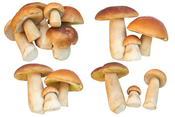 Set of images with Boletus edulis (king bolete) mushrooms isolated on white background. Close up mushrooms isolated on white background