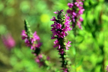 Purple Wildflowers