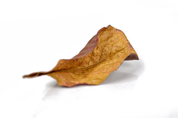 Autumn dry brown leaf lying on white background.