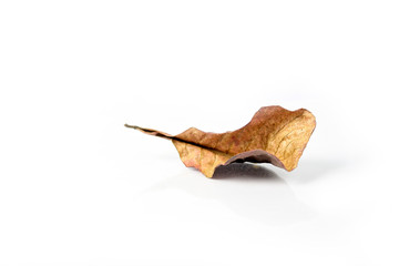 Autumn dry brown leaf lying on white background.