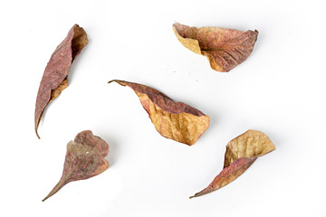 Autumn dry brown leaf lying on white background.
