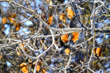 branch of tree in winter