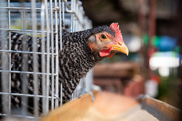 Hen eating food in farm, Eggs chicken farm, Thailand Farm.