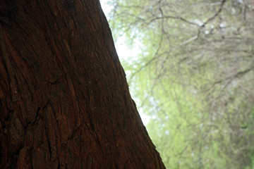 corteza de antiguo árbol de algarrobo en bosque