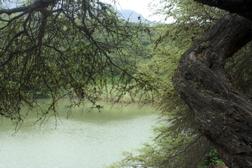 Tronco y ramas de árbol cerca de una laguna