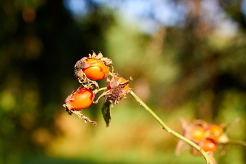 Ripe rosehip berries on a branch of bush