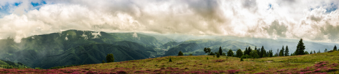 Fototapeta na wymiar Wildflowers on peak. Magura peak, Cindrel mountains, Sibiu county, Romania, 1300m, panoramic view