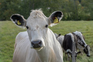 Closeup portrait of a white and black cow looking curiously at the photographer