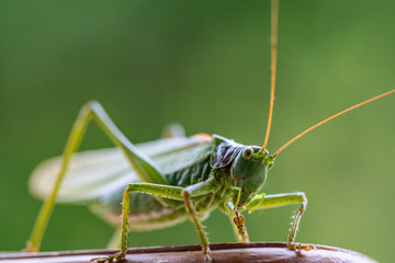 Close up portrait of a great green bush cricket with soft green background