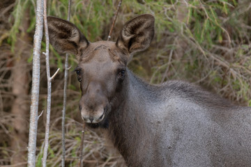 Moose calf in a scrubby forest in Sweden, with ears standing straight up