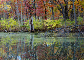 623-54 Autumn Wetland Reflections