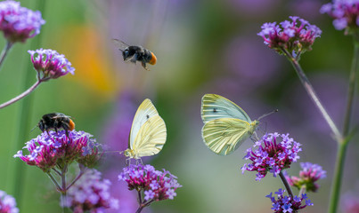 butterflies and bumblebees on flowers close up in the garden