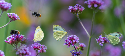 butterflies and bumblebees on flowers close up in the garden