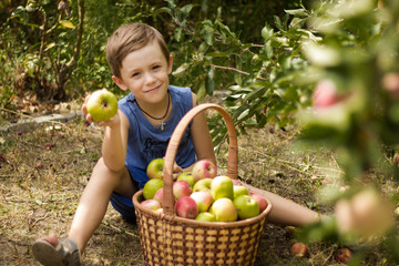 The boy in the garden sitting with a basket full of apples