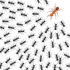 Ants organized in a group fight against a red ant. Concept of union is strength