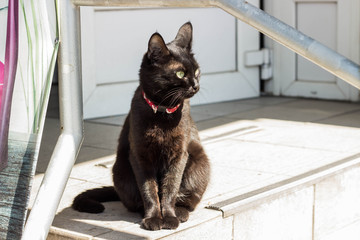 Black beautiful and proud cat in a red collar