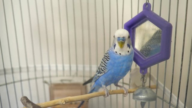 Domestic caged blue budgie parrot.