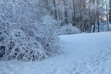 winter landscape on a sunny day