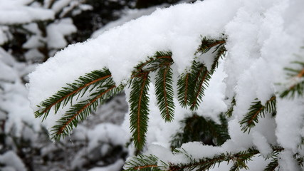 Schneebedeckte Fichtenzweige im Winterwald