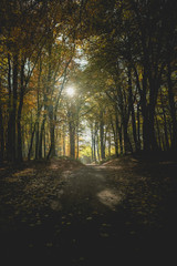 Waldweg im herbstlich gefärbten Wald - Silhouette