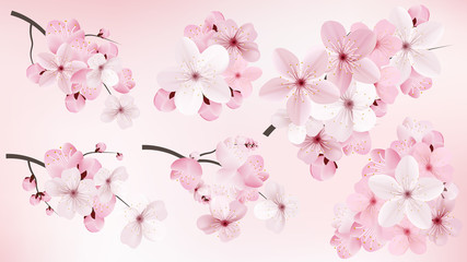 Beautiful blossoming dark and light pink sakura  flowers. Set of realistic flowering cerry branches. Vector illustration - obrazy, fototapety, plakaty