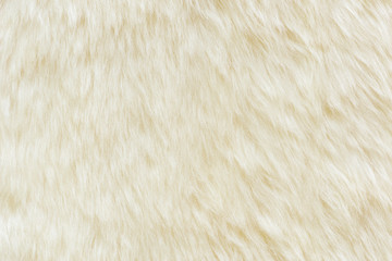 background and textured of real white cream wool sheep