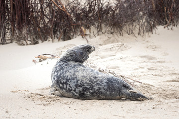 A grey seal lies on the beach on Helgoland