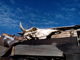 Skull of cattle under the bright sky.