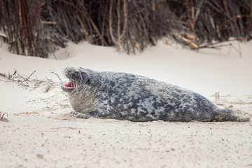 A grey seal lies on the beach on Helgoland