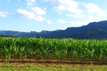corn field with mountains at background and cloudy sky, La Vall den Bas, La Garrotxa, Catalonia, Spain