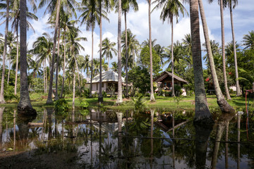 Naklejka na ściany i meble Tropical island countryside view with flooded meadow, coconut palm trees, a wooden house. A beautiful reflection. Floods are common in southern Thailand island of Koh Phangan.