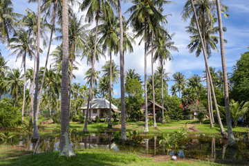 Tropical island countryside view with flooded meadow, coconut palm trees, a wooden house. A beautiful reflection. Floods are common in southern Thailand island of Koh Phangan.