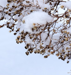 Schneebedeckte Zweige einer Heckenstaude im Winter