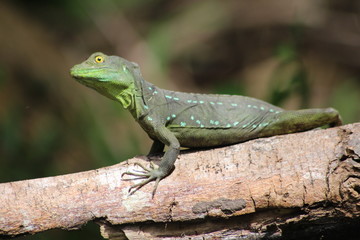 Blickkontakt mit einer Eidechse