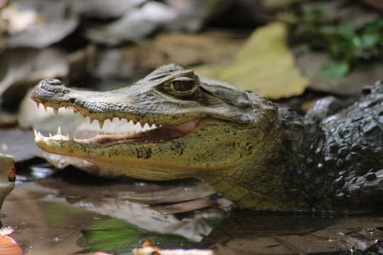 Baby Krokodil