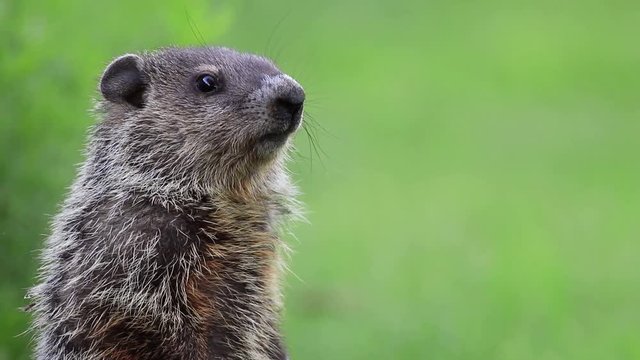 Cute little groundhog (Marmota Monax) in green grass turns head three times room for text copy