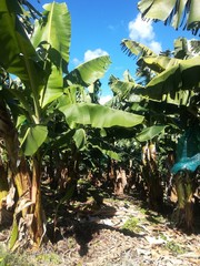 Banannplantage Martinique