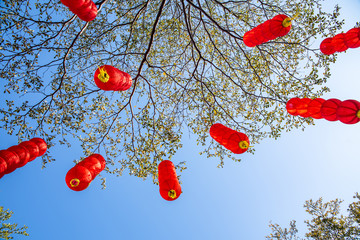 The tree is covered with red lanterns / Chinese New Year background material