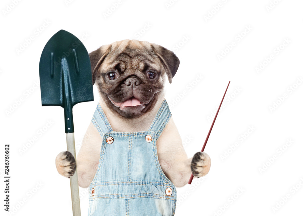 Poster Funny puppy farmer with shovel pointing on empty space. isolated on white background