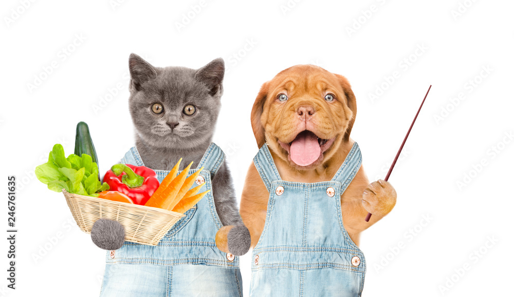 Poster Funny kitten and puppy farmers with basket of vegetables pointing away on empty space. isolated on white background