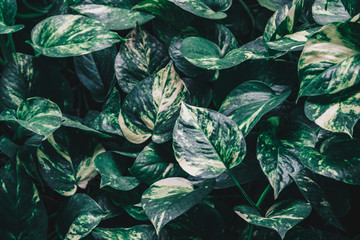 Epipremnum aureum or golden pothos plant. Abstract tropical green leaf textured background, large foliage, background for green nature.